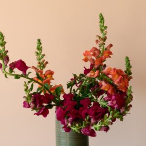 red and green plant on gray vase